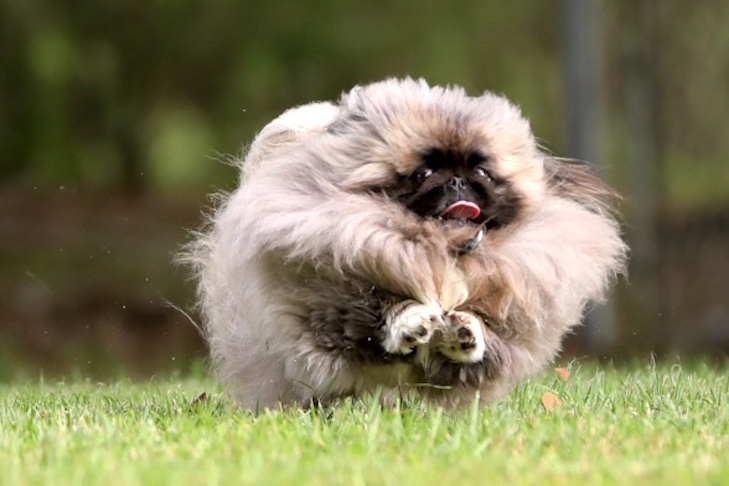 Pekingese Dog